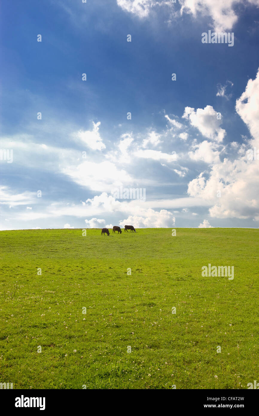 Cattle grazing in a field, Sidney, Ontario, Canada. Stock Photo