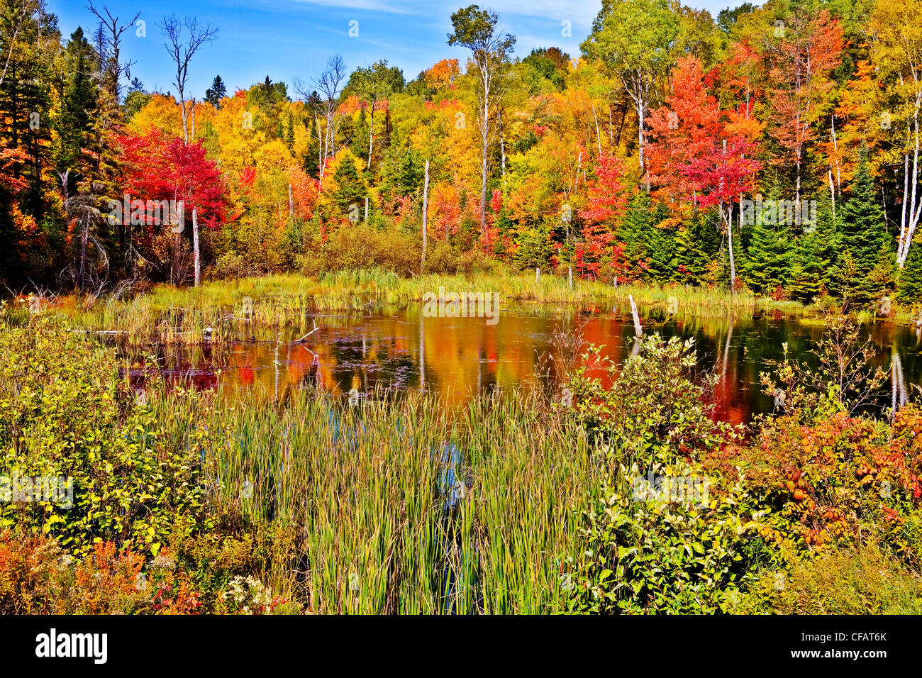 Pond in Algonquin Park in fall, Ontario, Canada Stock Photo Alamy