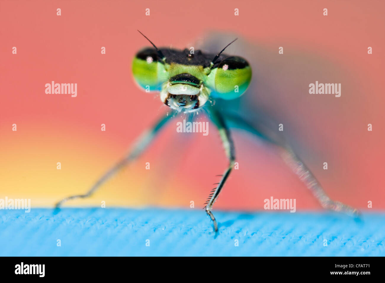 Close-up of dragonfly with mouth open Stock Photo