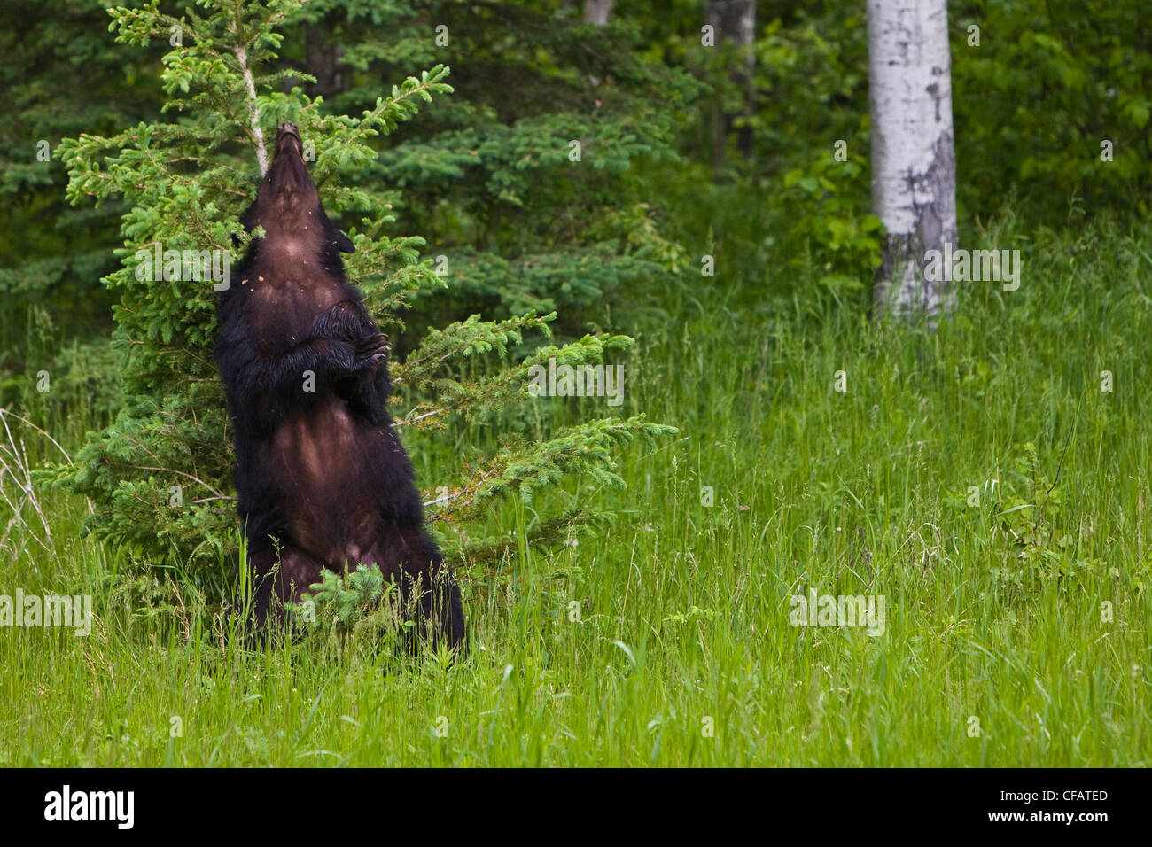 Adult female Black bear (Ursus americanus) scratching its back on a tree in Riding Mountain National Park, Manitoba, Canada Stock Photo