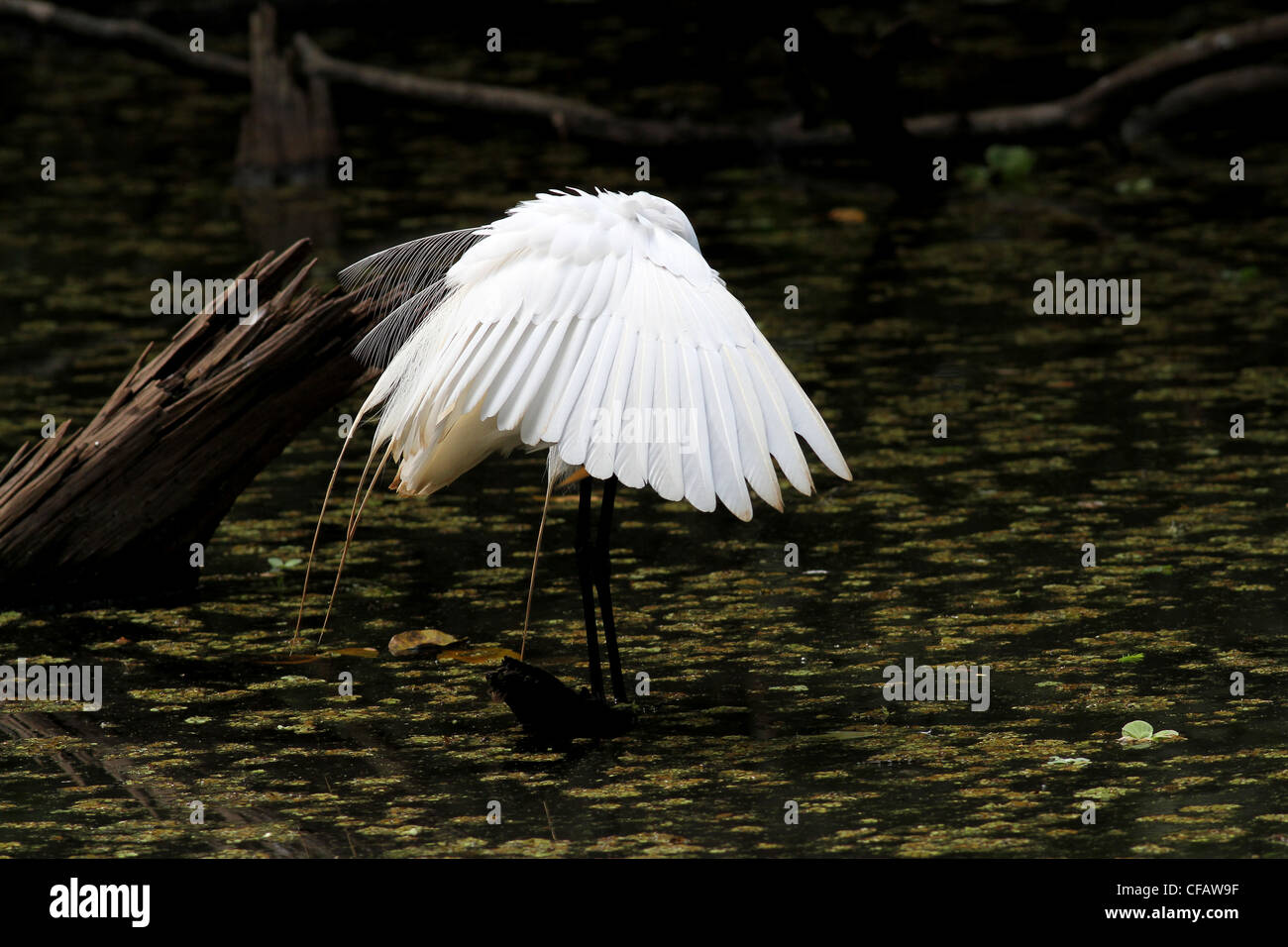Great egret Stock Photo