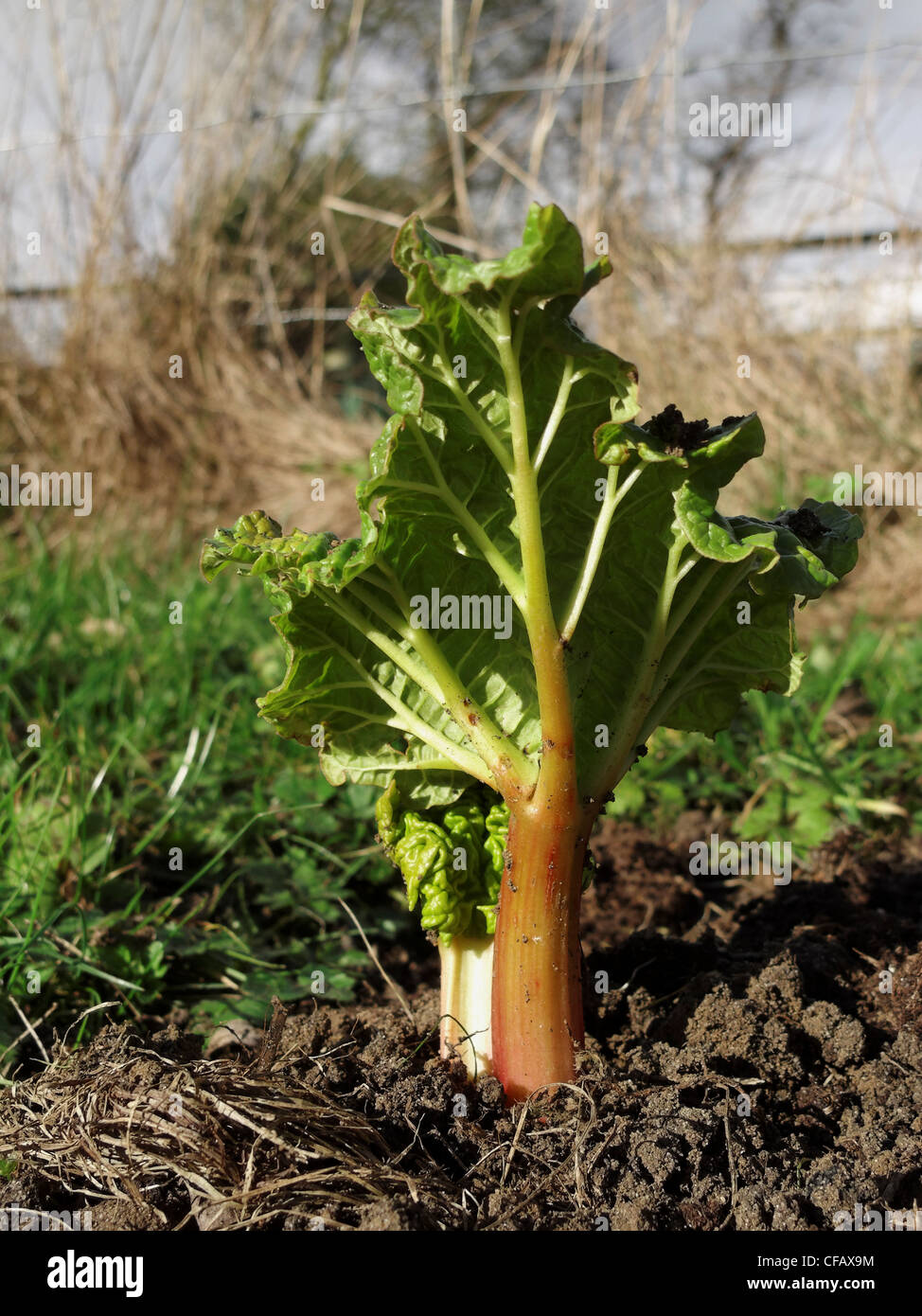 Rhubarb stalks starting to grow. Lincolnshire, England. Stock Photo