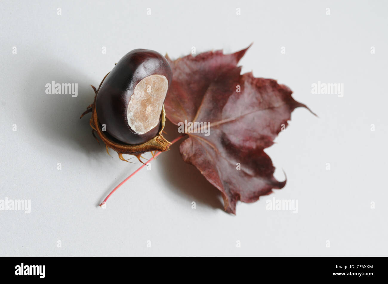 Autumn, fall, symbol, chestnut, leaf, foliage, brown Stock Photo