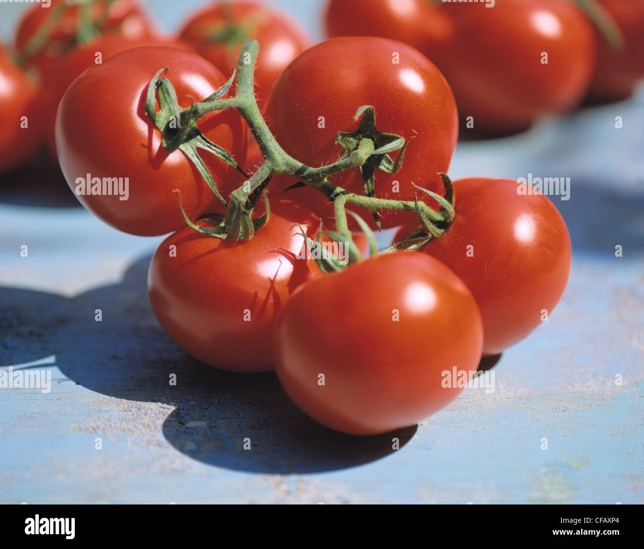 Still: Bush - tomatoes Stock Photo - Alamy