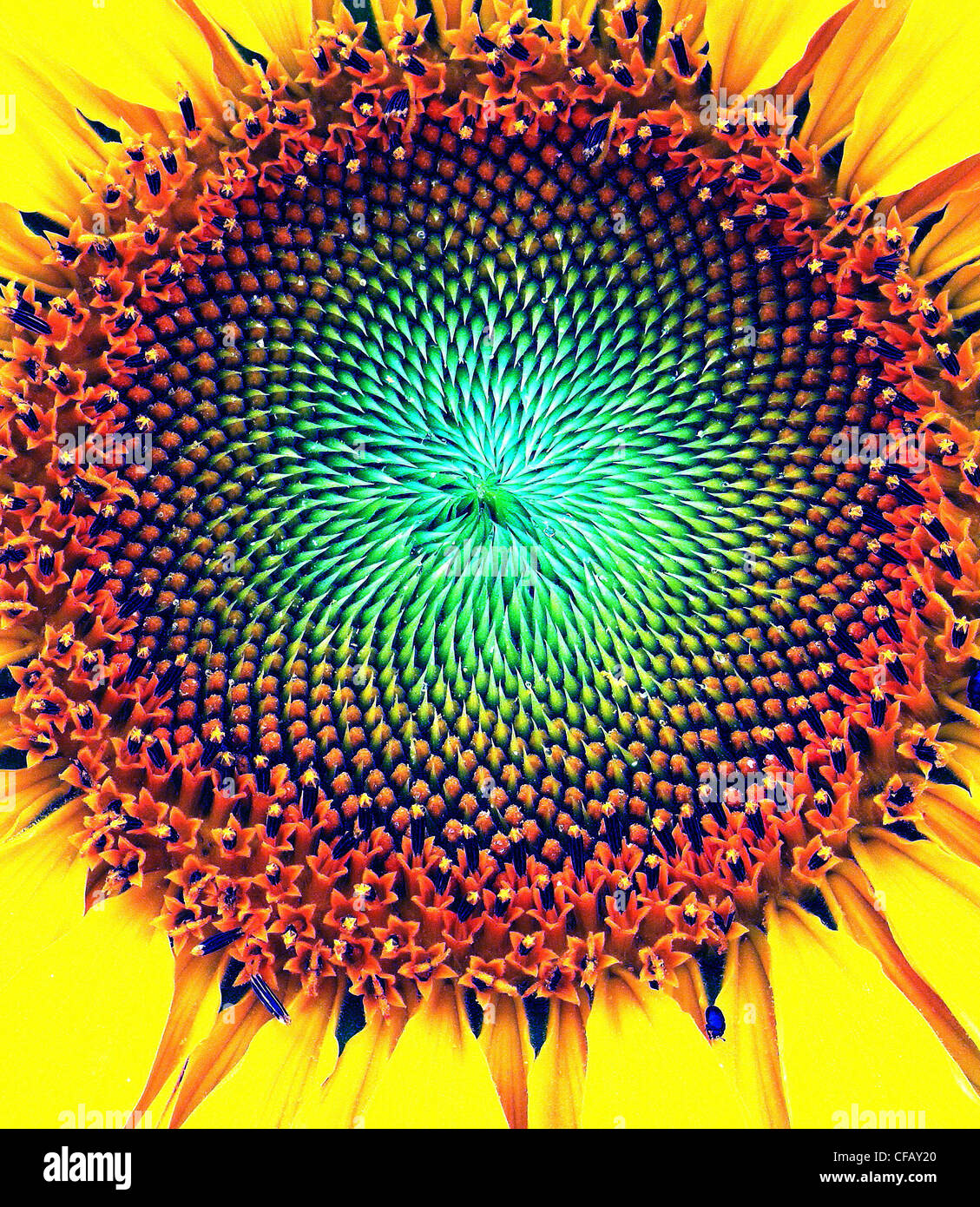 Flower sunflower blossom flourish sunflower pips pits alienated Flower sunflower blossom flourish sunflower pips pits alienated