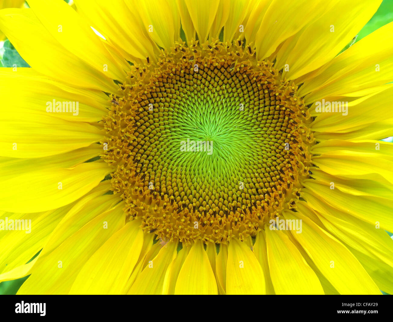 Flower sunflower blossom flourish sunflower pips pits detail Flower sunflower blossom flourish sunflower pips pits detail