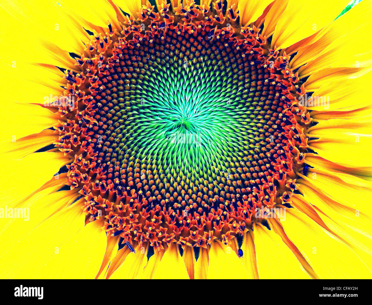 Flower sunflower blossom flourish sunflower pips pits alienated Flower sunflower blossom flourish sunflower pips pits alienated