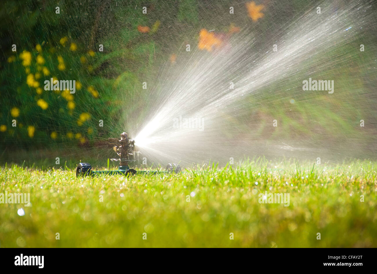 Sprinkler watering summer lawn Stock Photo