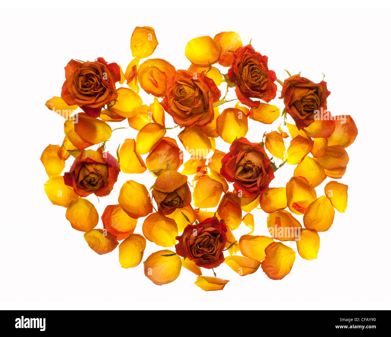 Dried roses hi-res stock photography and images - Alamy