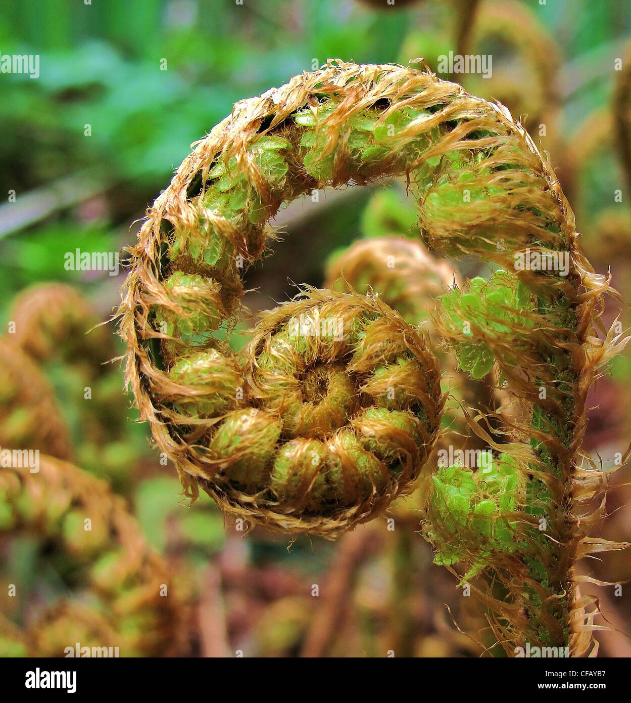 Plants, fern, fern whisk, roll out, spring, detail Stock Photo