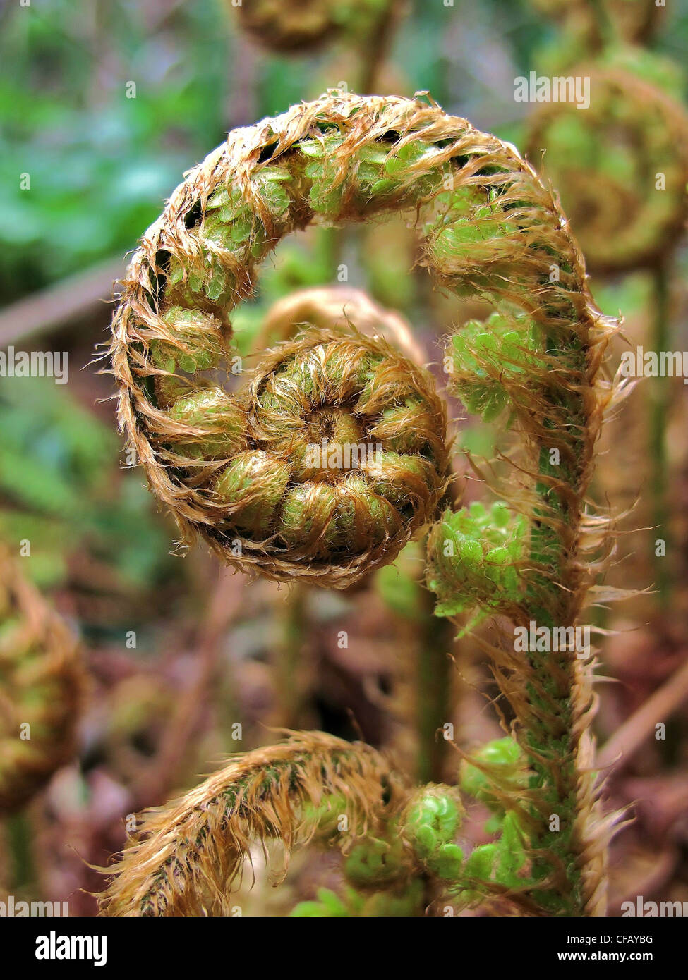 Plants, fern, fern whisk, roll out, spring, detail Stock Photo