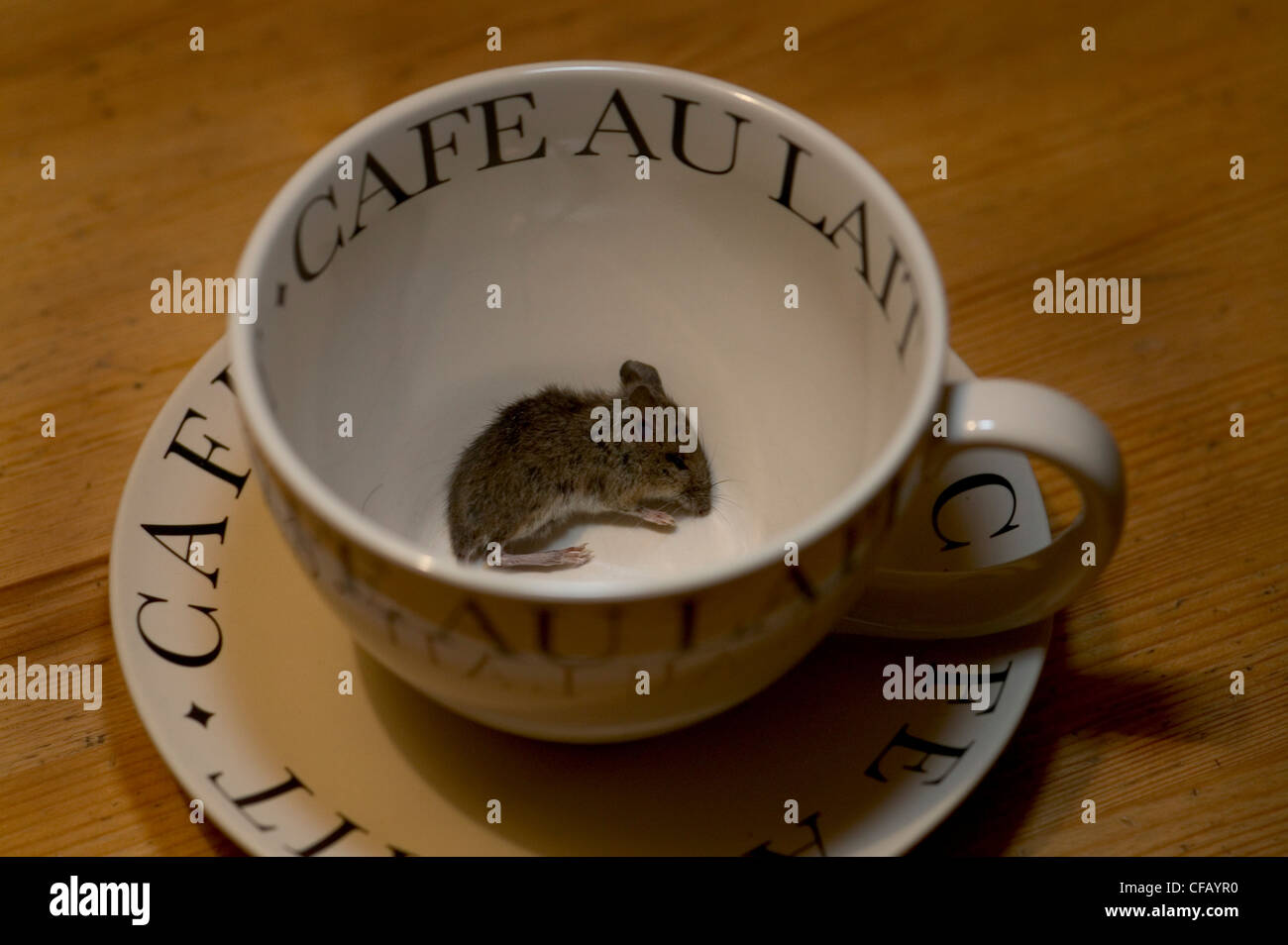 Dead mouse in coffee cup. Stock Photo