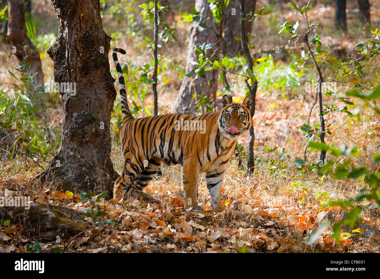 Bengal Tiger marking his territory, Bandhavgarh National Park, Madhya Pradesh, India Stock Photo