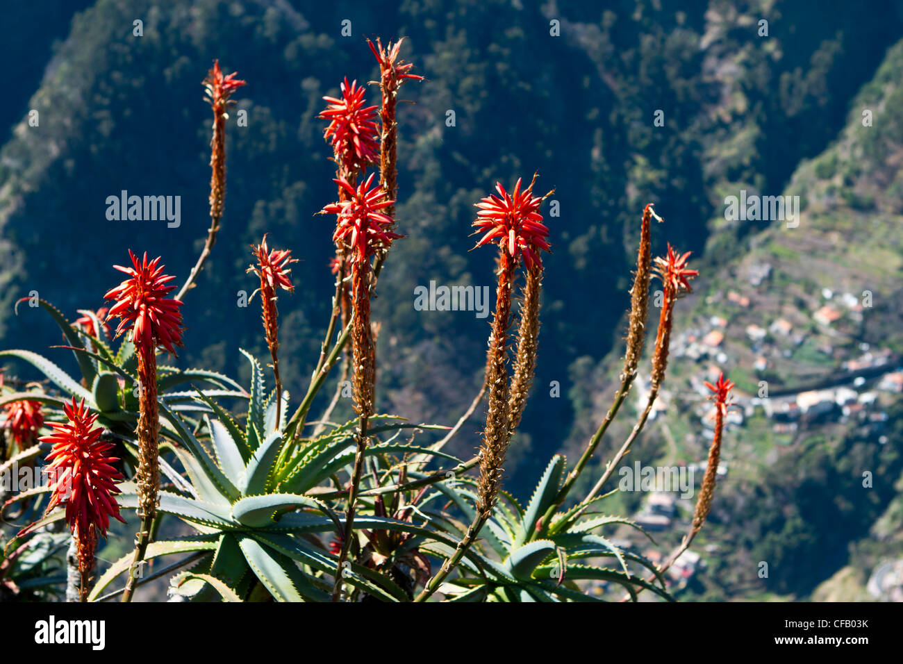 Aloe blooming in Madeira Stock Photo