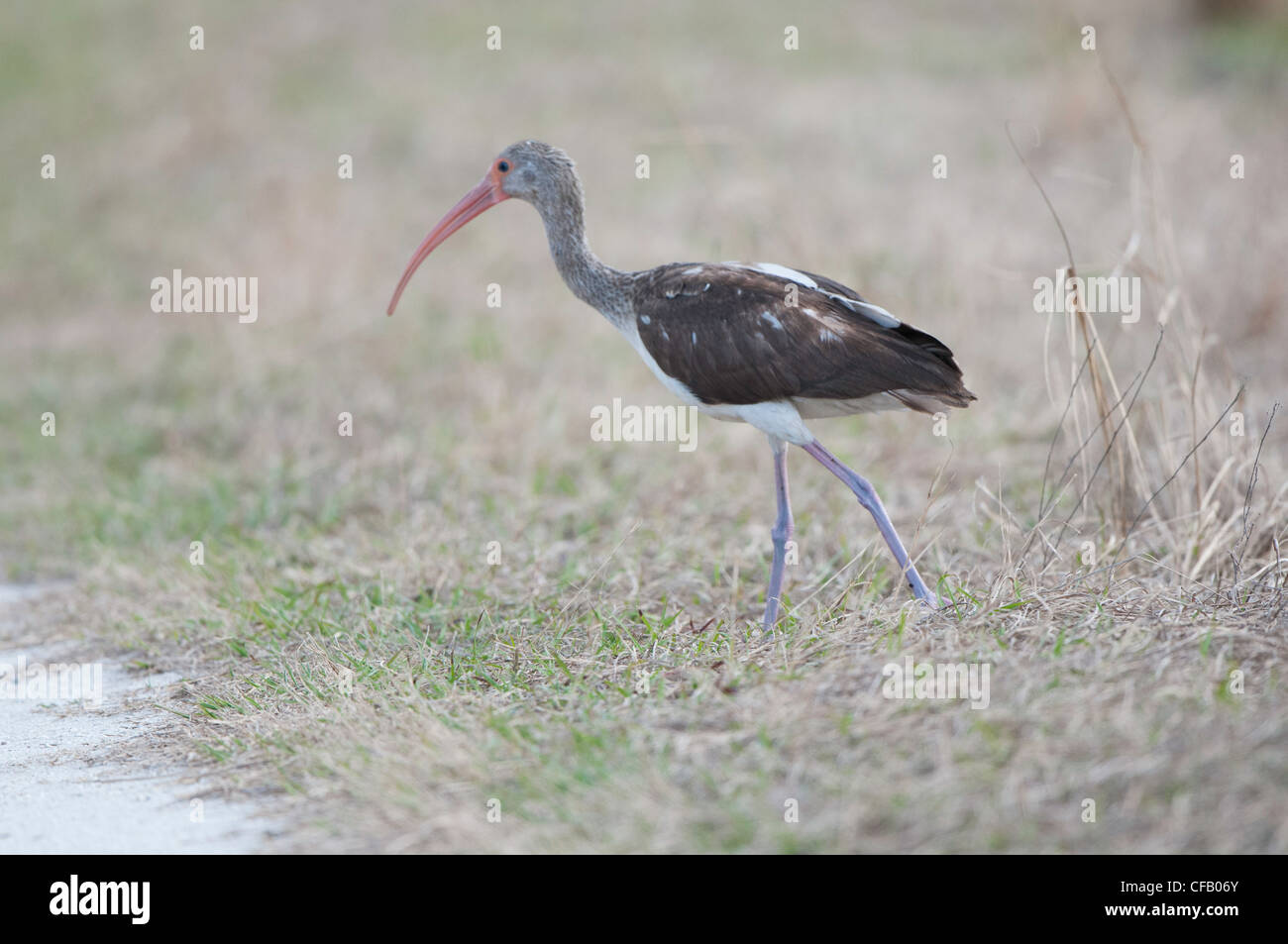 glossy ibis Stock Photo
