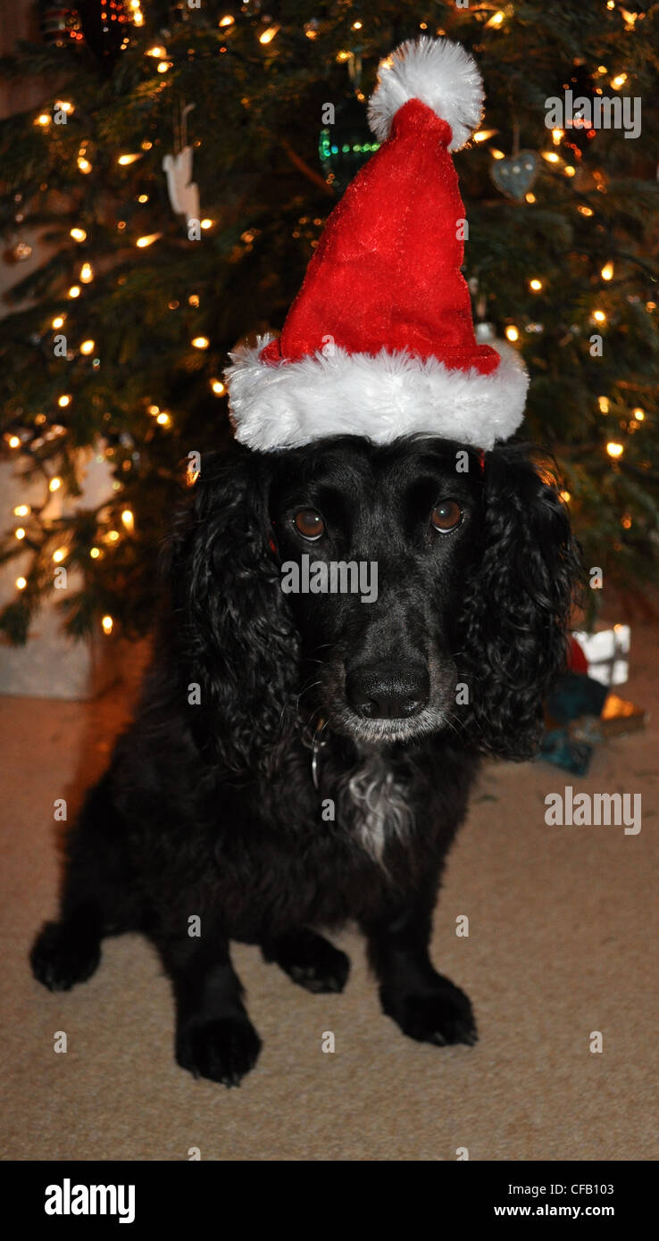 Dog in a Santa Hat Stock Photo
