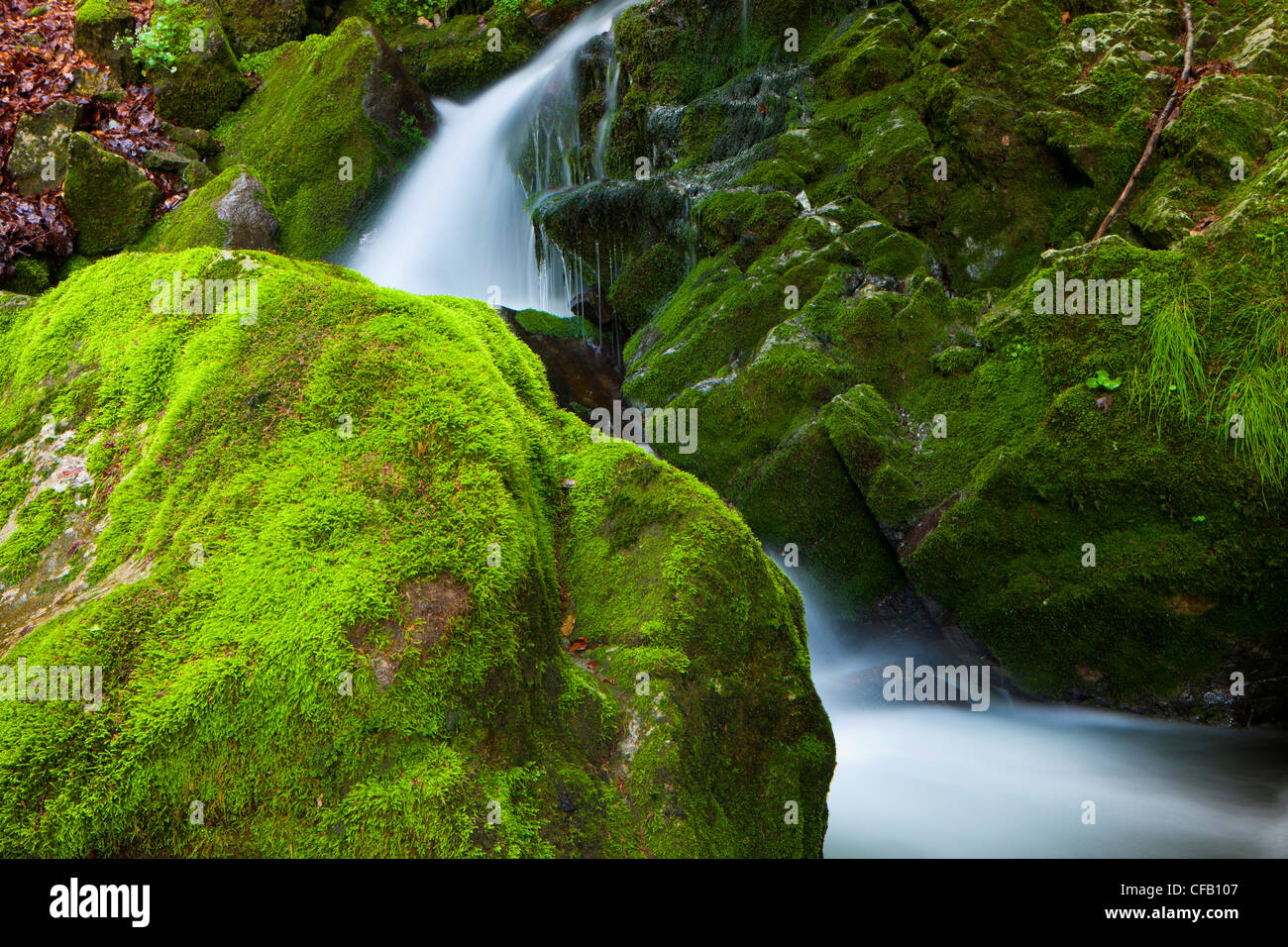Brüelbach, Switzerland, canton Appenzell, Innerrhoden, creek, forest brook, rock, cliff, moss, nature Stock Photo