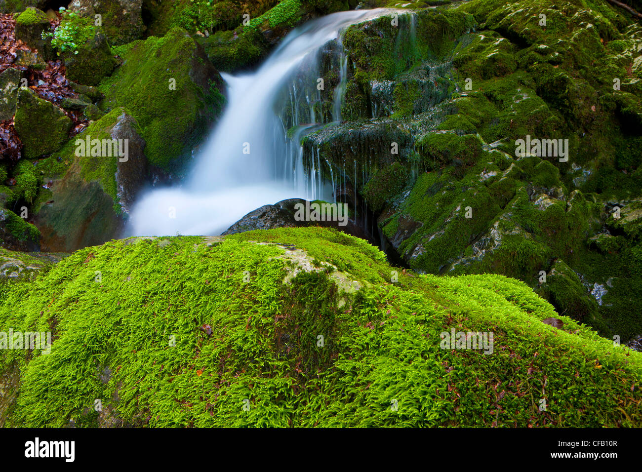 Brüelbach, Switzerland, canton Appenzell, Innerrhoden, creek, forest brook, rock, cliff, moss, nature Stock Photo