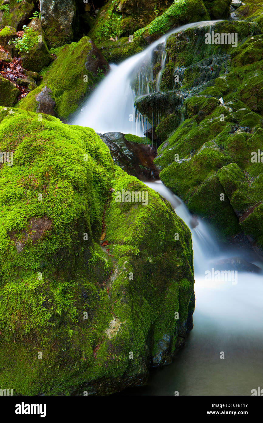 Brüelbach, Switzerland, canton Appenzell, Innerrhoden, creek, forest brook, rock, cliff, moss, nature Stock Photo
