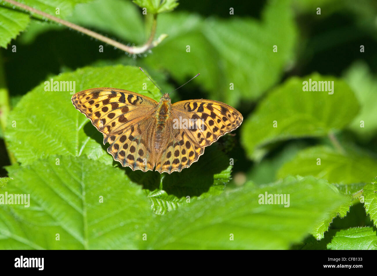 Female silver-washed fritillary Stock Photo