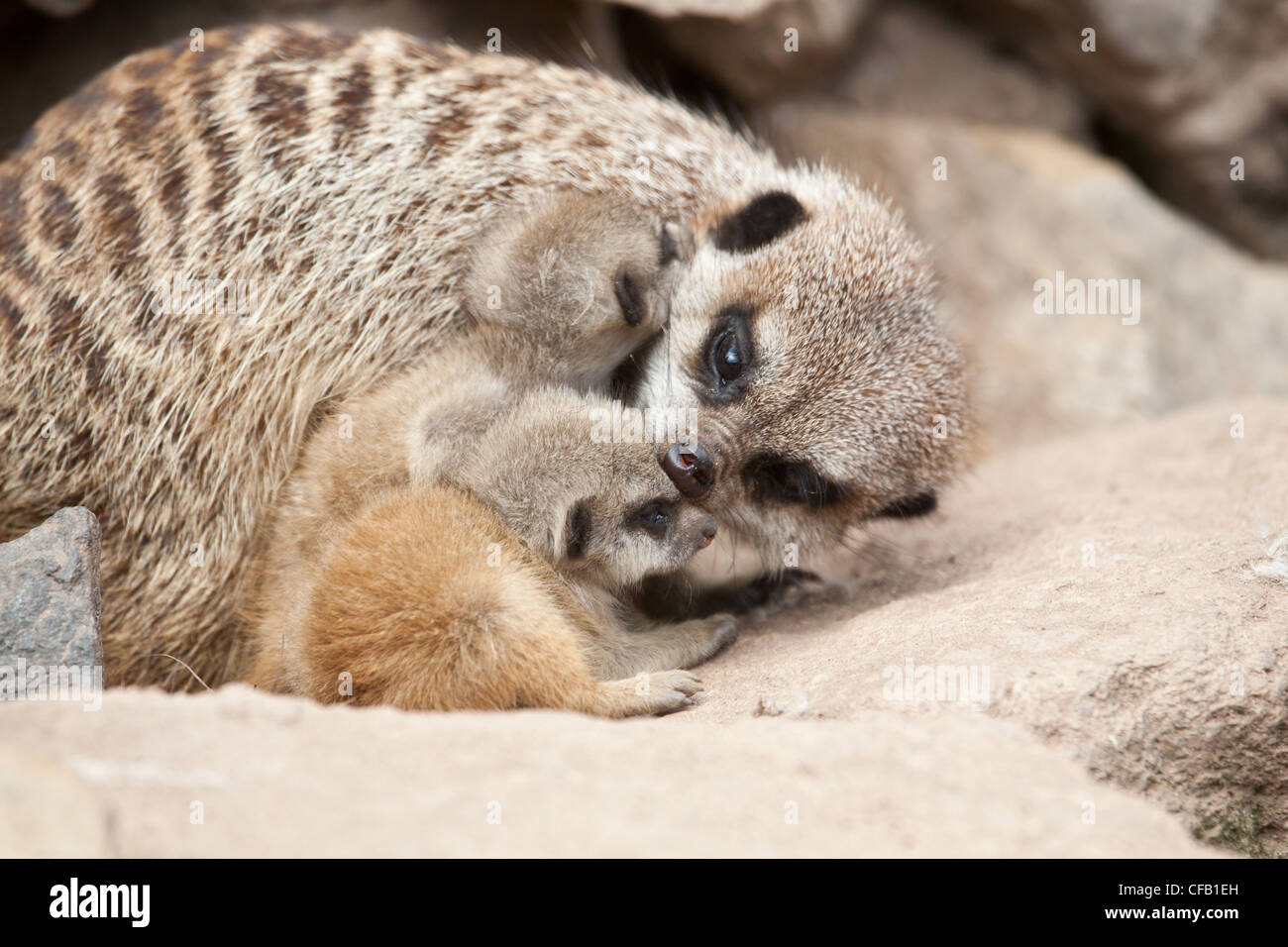 Erdmännchen mit Baby meerkats Klappkarte de luxe 