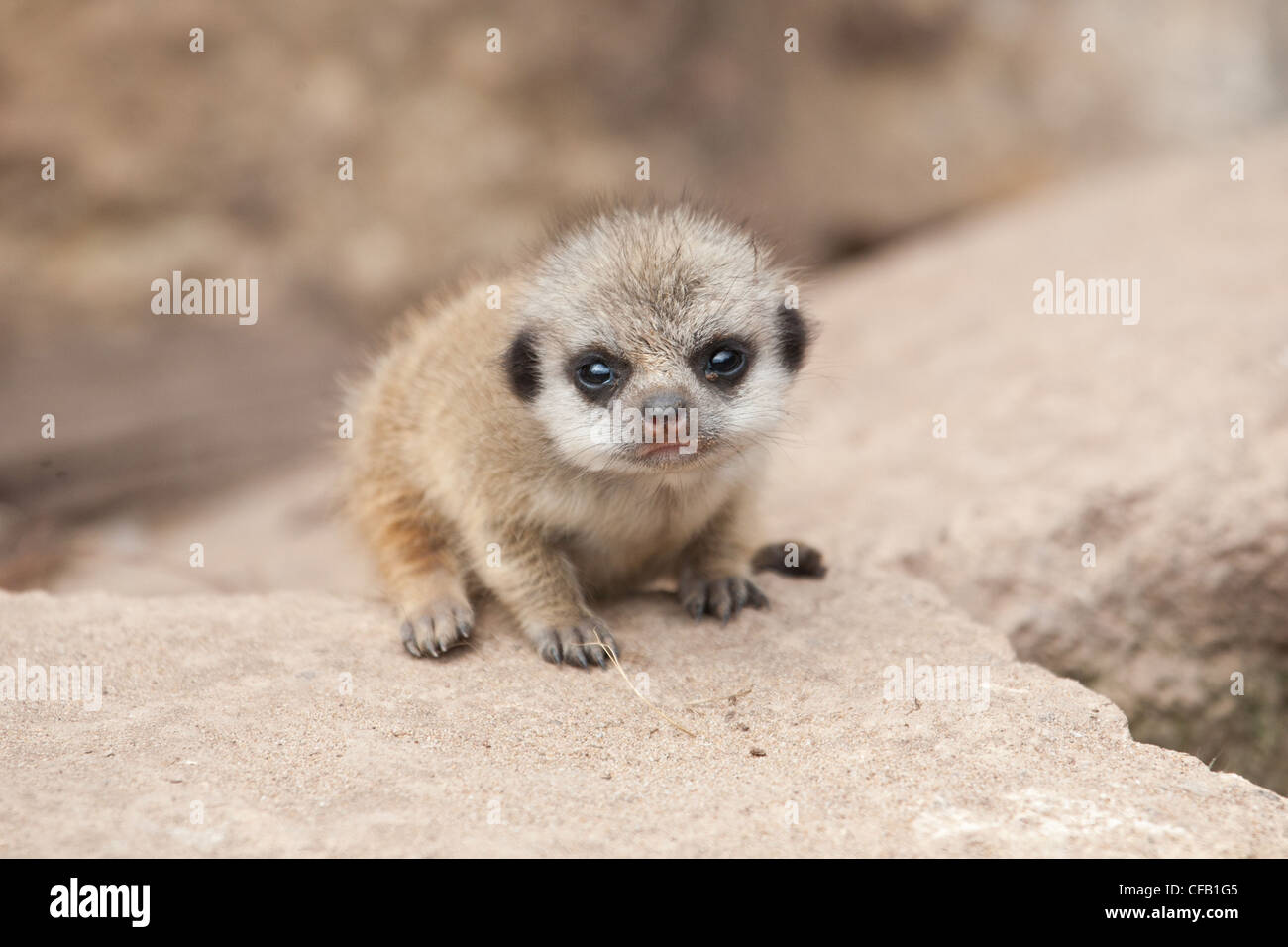 Newborn Meerkats