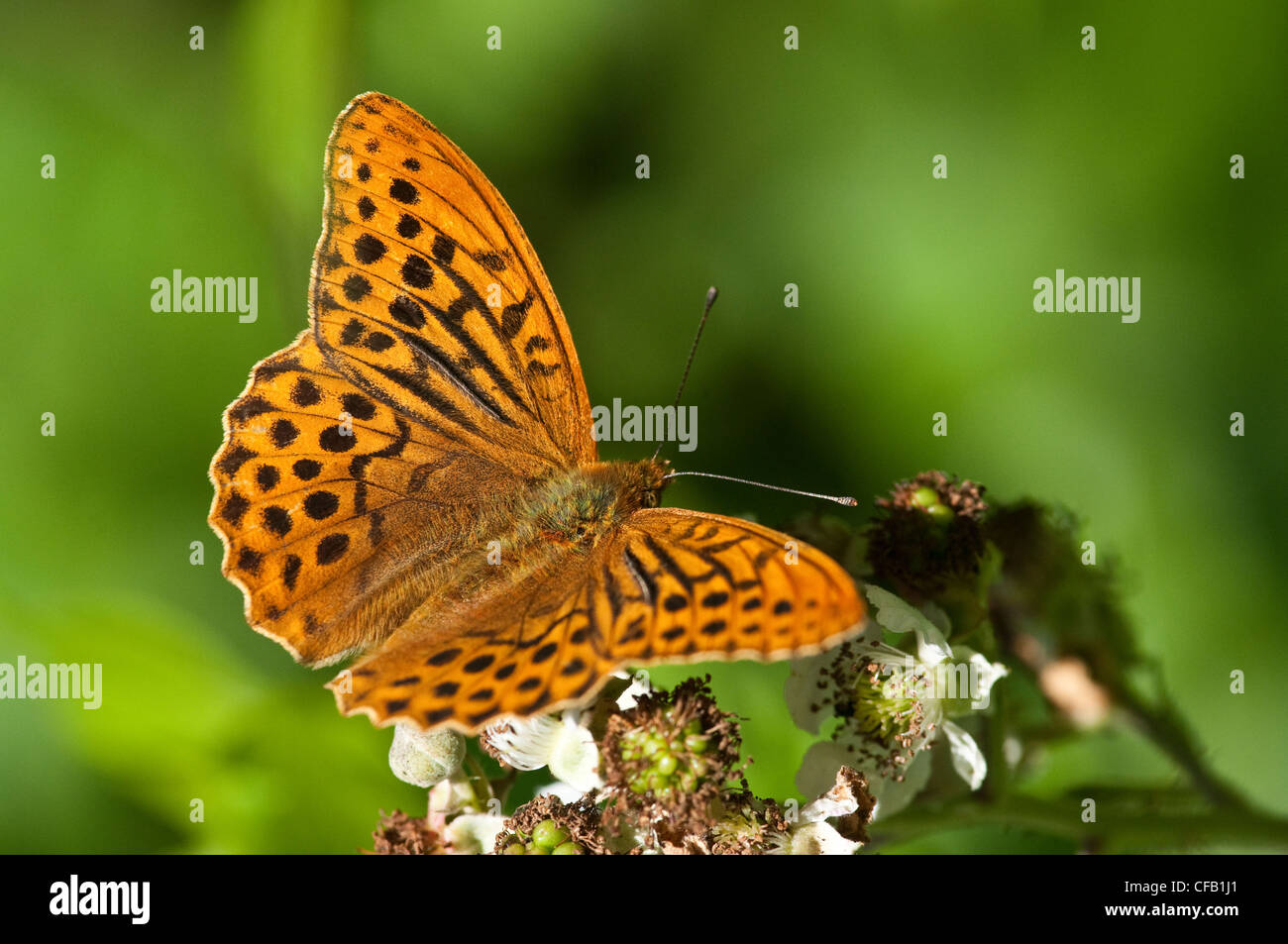 Male silver-washed fritillary Stock Photo