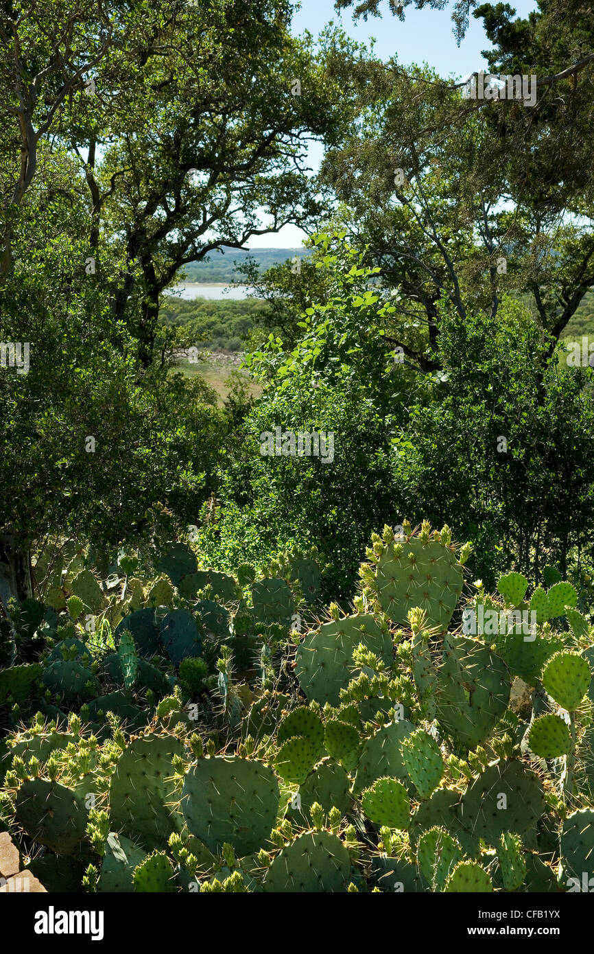 Cactus War Hi-Res Stock Photography And Images - Alamy