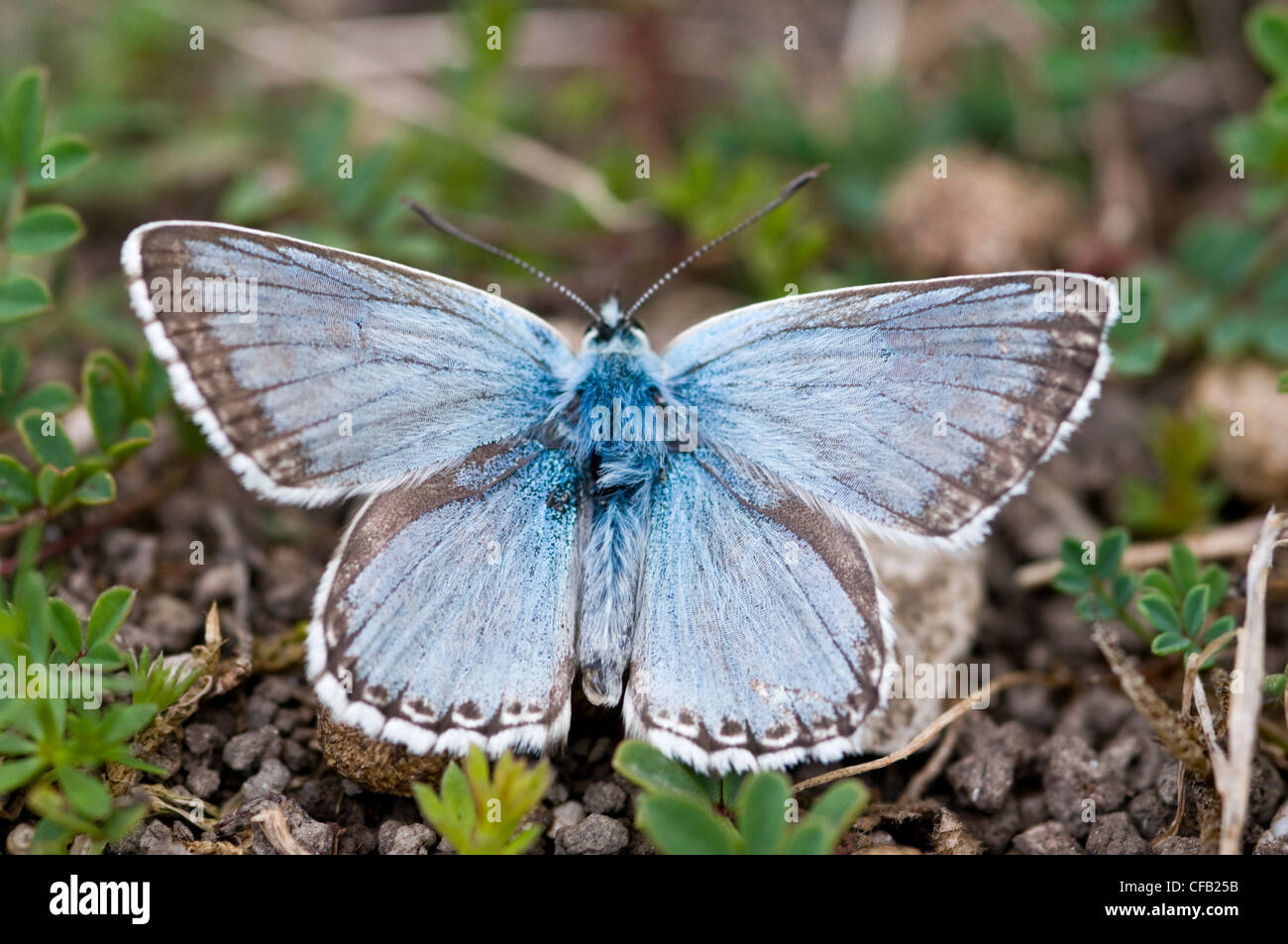 Chalkhill blue butterfly Stock Photo Alamy