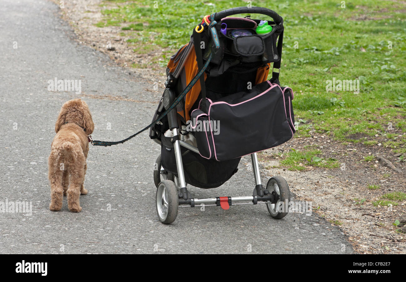 A dog leashed to a stroller waits patiently for an owner to show up