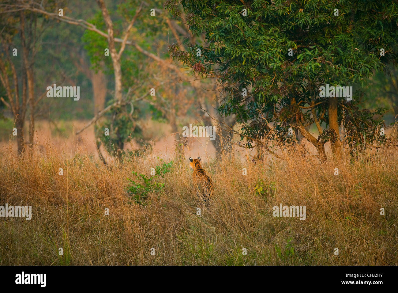 Bengal Tiger hunting, Bandhavgarh National Park, Madhya Pradesh, India Stock Photo