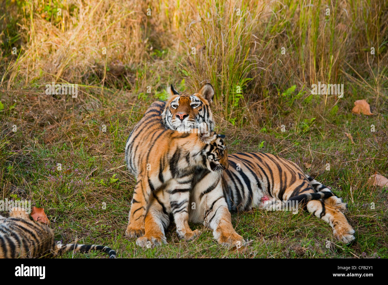 Sumatran tiger cub learns to hunt from mother at Poland zoo