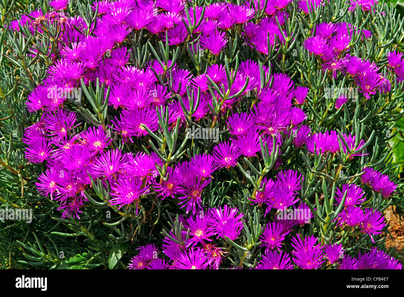 Europe, Portugal, Republica Portuguesa, Madeira, Camacha, Largo Conselheiro Aires de Omelas, midday flowers, plants, flowers Stock Photo