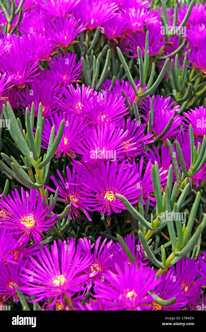 Europe, Portugal, Republica Portuguesa, Madeira, Camacha, Largo Conselheiro Aires de Omelas, midday flowers, plants, flowers Stock Photo