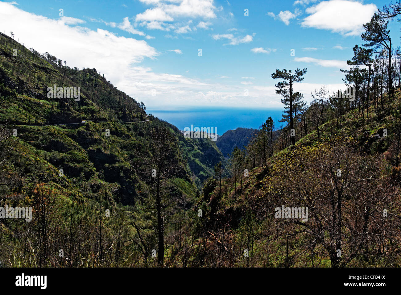 Europe, Portugal, Republica Portuguesa, Madeira, Curral the Freiras, Eira do Serrado, coast, place of interest, tourism, plants, Stock Photo