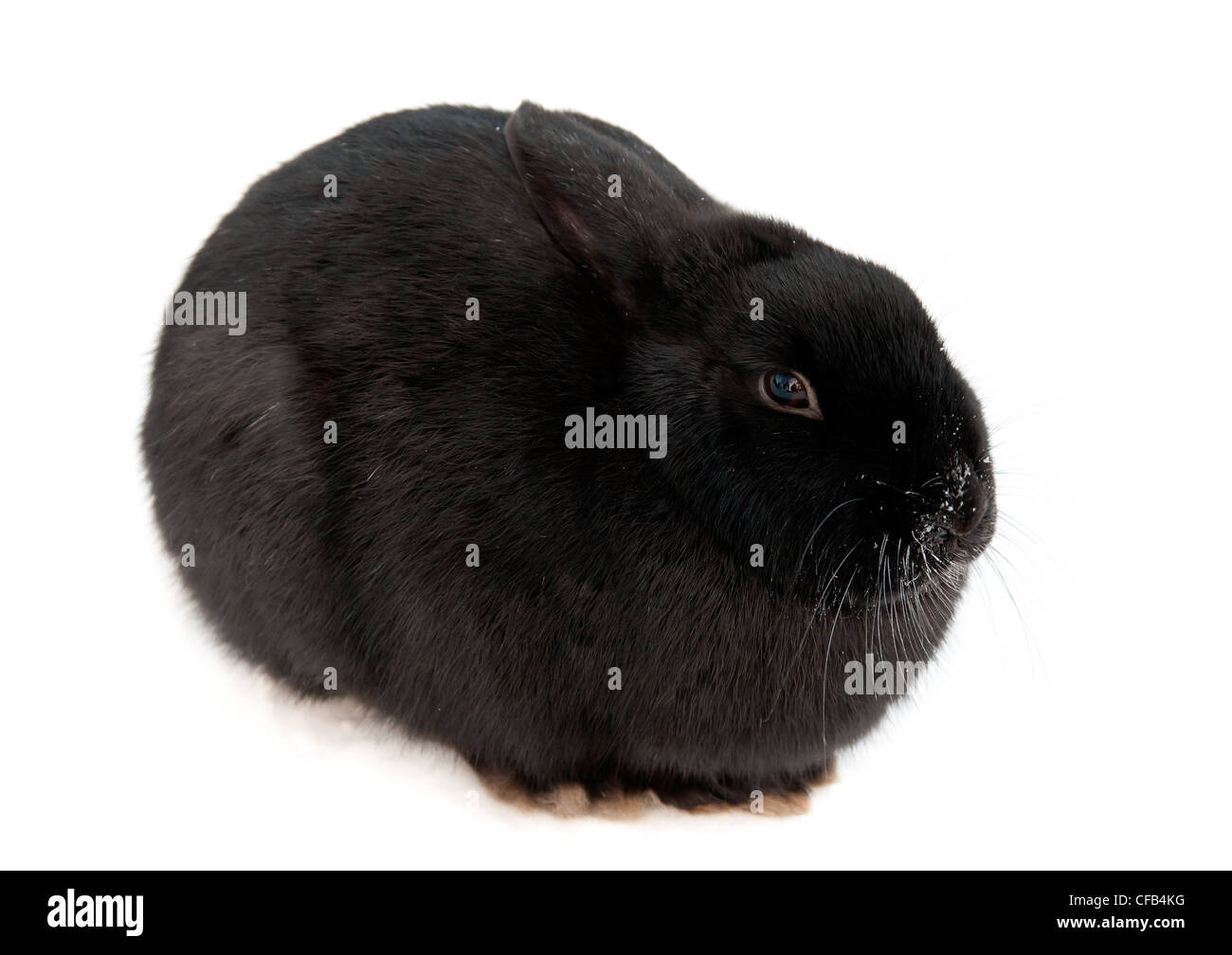 Black and white rabbit photo hi-res stock photography and images - Alamy