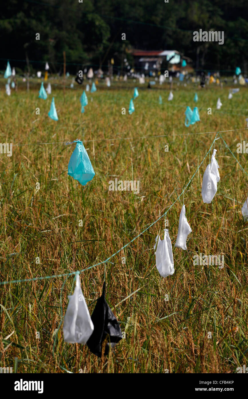 Rice paddy with plastic bags to scare birds in Borneo, Malaysia Stock