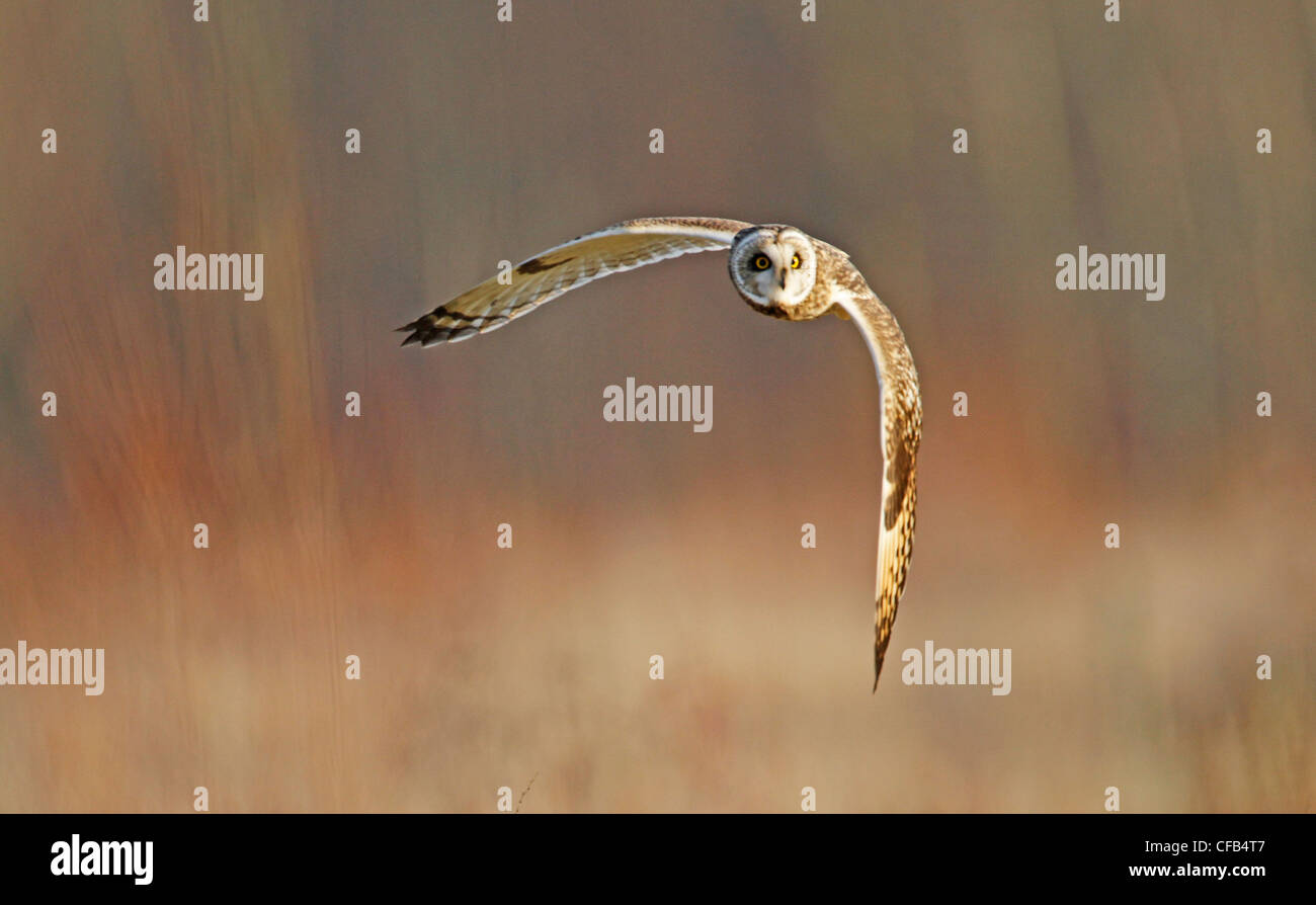 Short Eared Owl (Asio flammeus) Stock Photo
