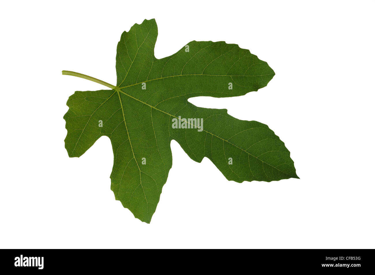 Fig leaf isolated on white with clipping path Stock Photo Alamy