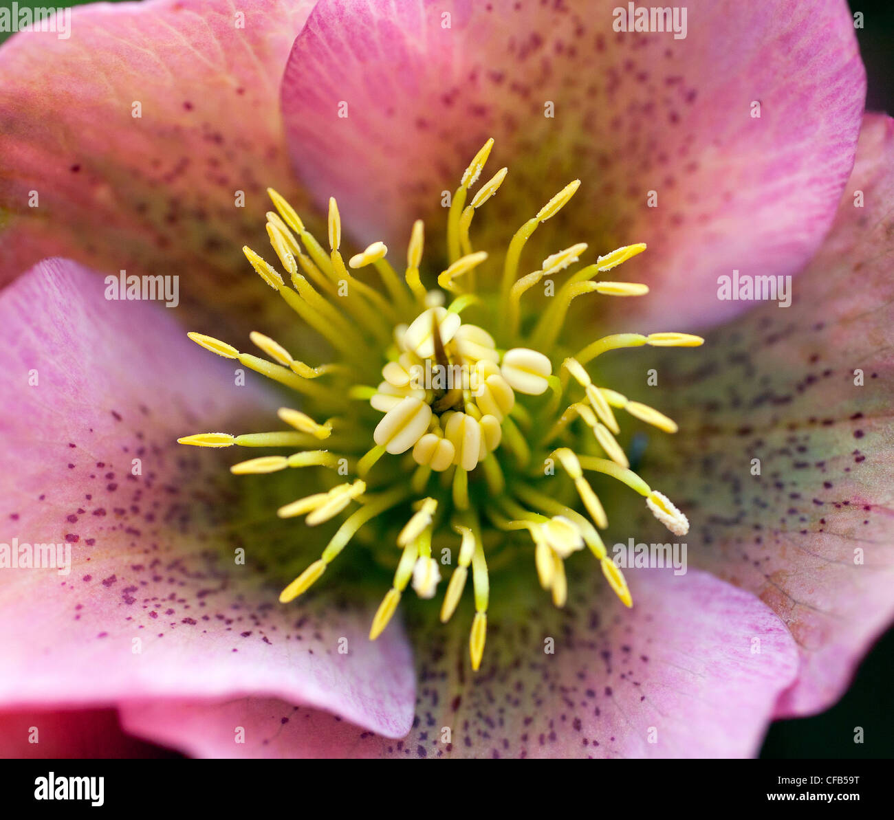 Macro photography of a pretty, delicate Christmas or Lenten Rose opening in the Spring sunshine. Stock Photo