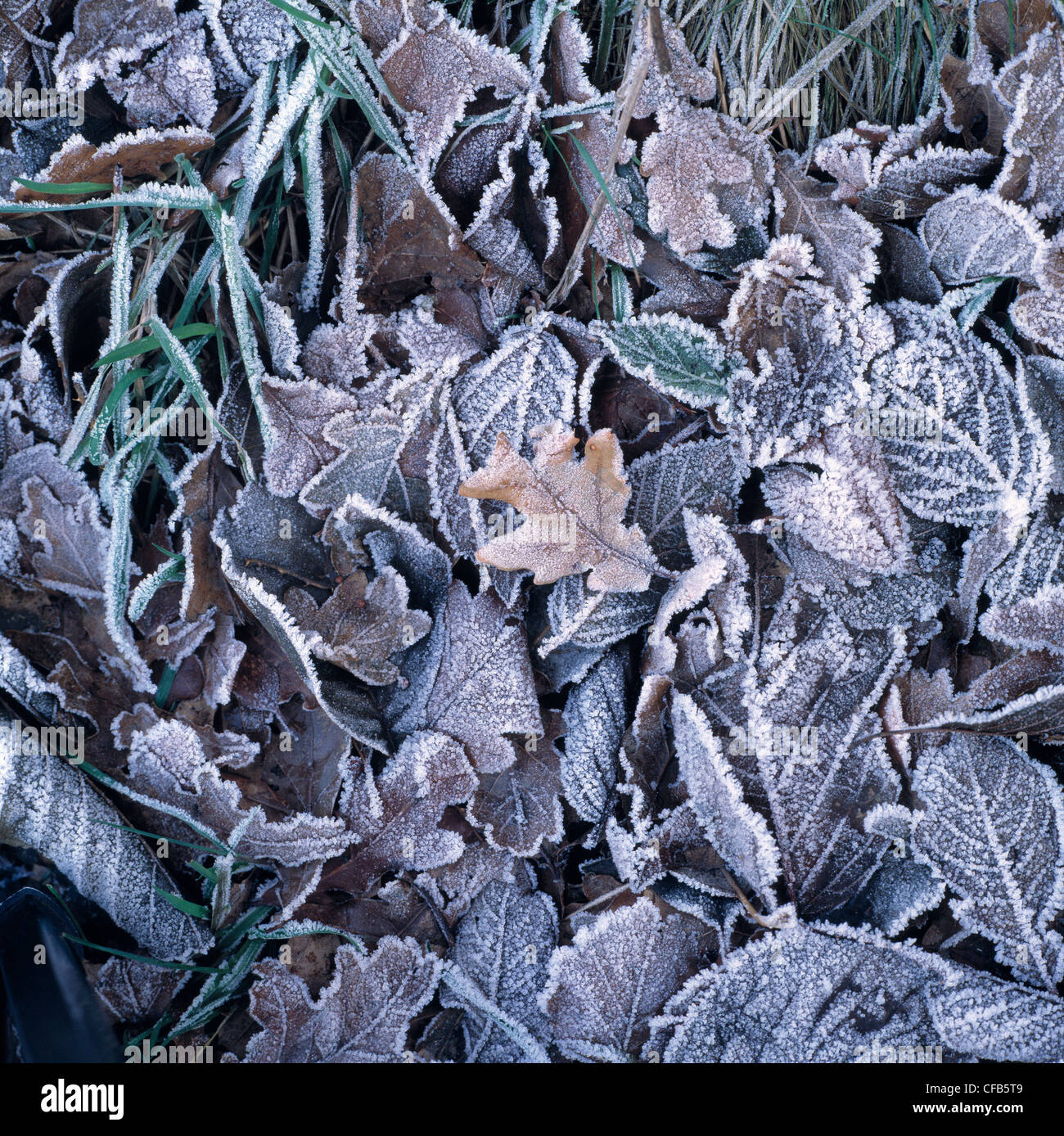 Cold R Winter Fall Nature, seasons, autumn, autumn colouring, winter, cold, autumn leafs ...