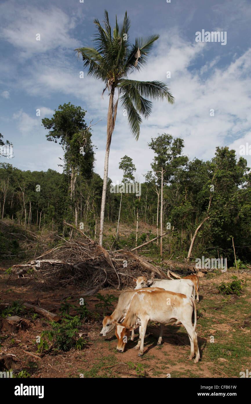 Cattle in rainforest destroyed by deforestation due to logging to plant