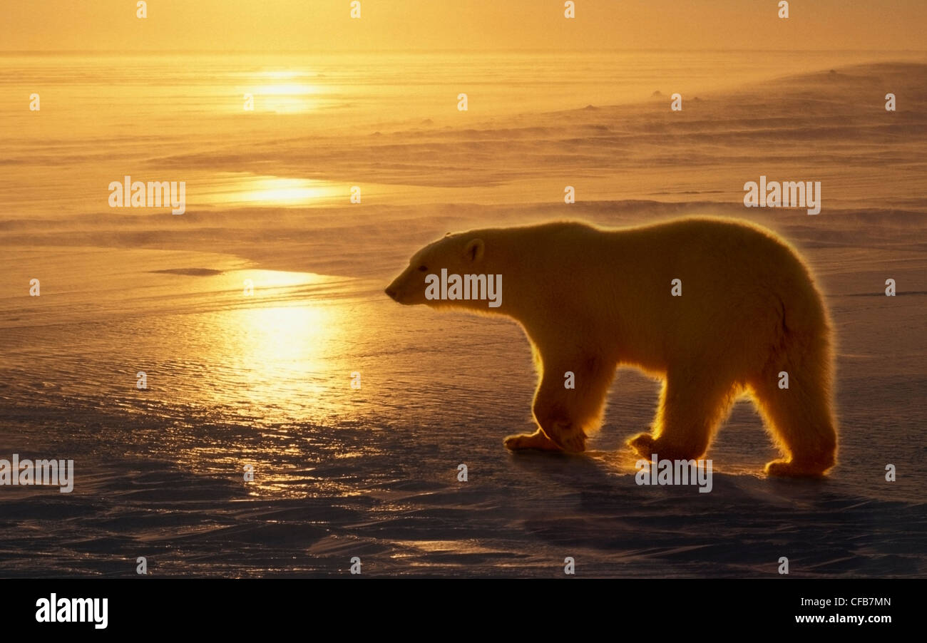 Polar Bear (Ursus maritimus) the world's largest land carnivore, Cape Churchill, Manitoba, Canada, the Hudson Bay. Stock Photo
