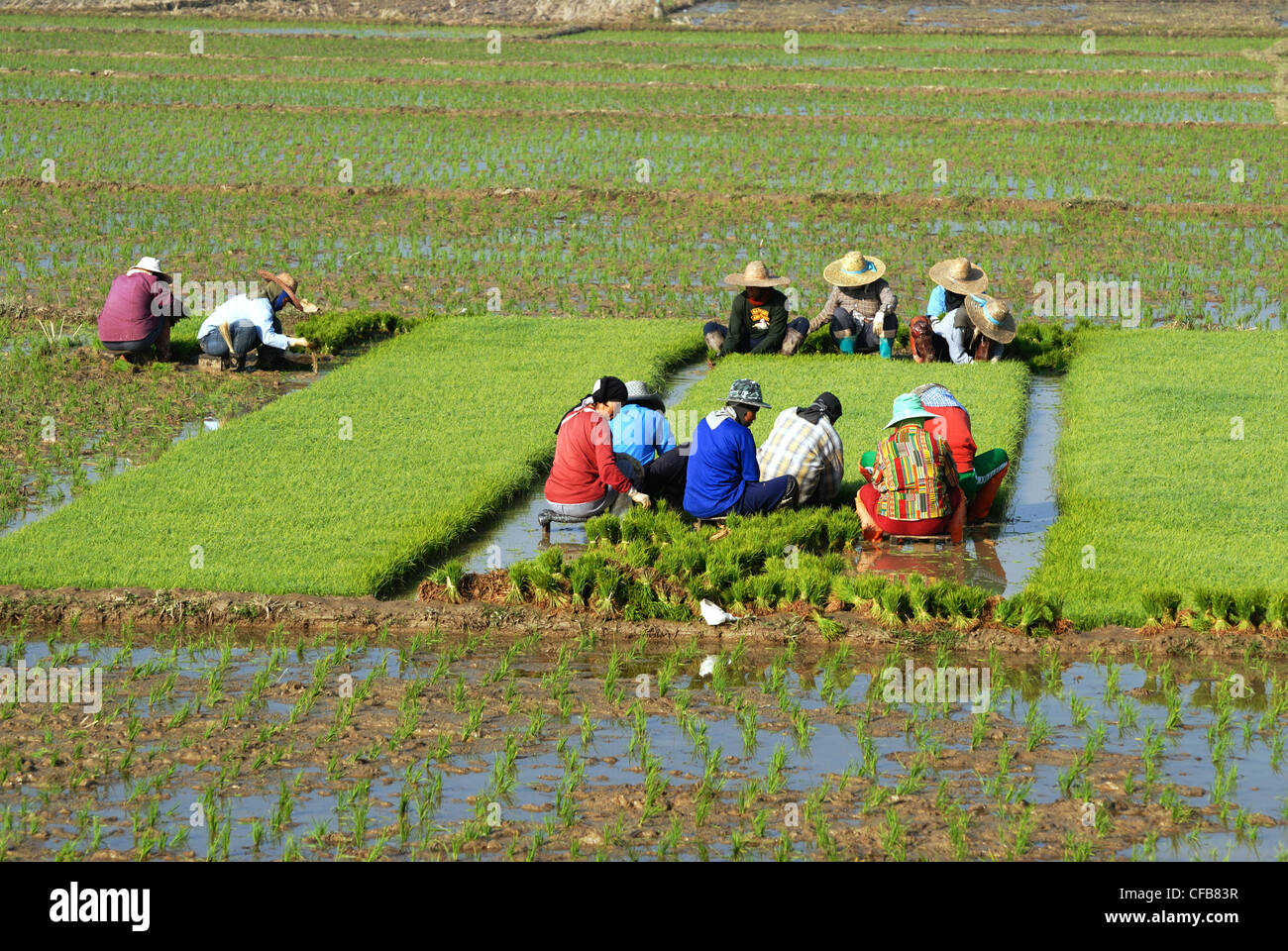 Rice workers in Chiang Rai.Chiang Rai Northern Thailand on tuiesday 1 ...