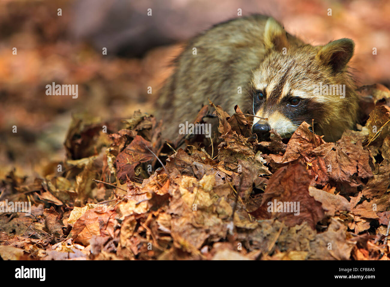 Cute Raccoon, Procyon lotor, foraging in the dry leaves on the shores of George Lake, Killarney Provincial Park, Ontario, Canada Stock Photo