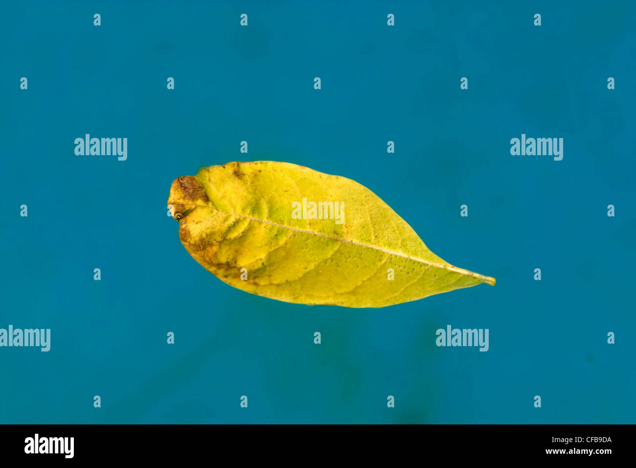 yellow leaf floating on the surface of a bright blue swimming pool Stock Photo