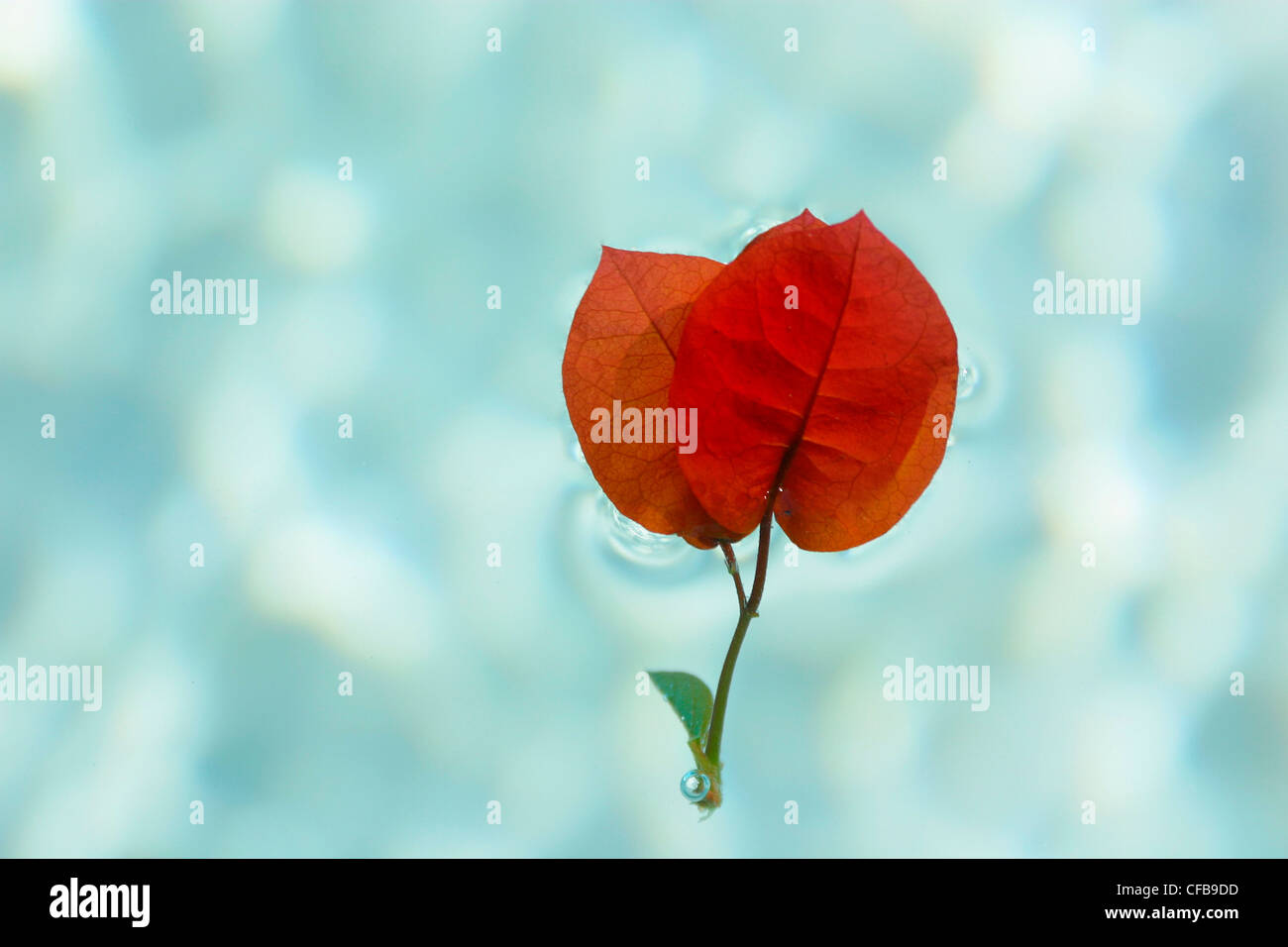 red leaf floating on the surface of a bright blue swimming pool Stock Photo