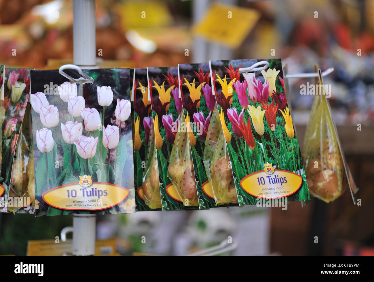 Tulip bulbs shop hires stock photography and images Alamy