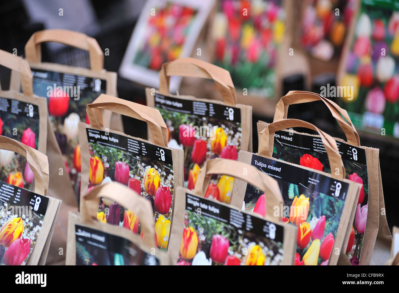 Tulip bulbs shop hires stock photography and images Alamy