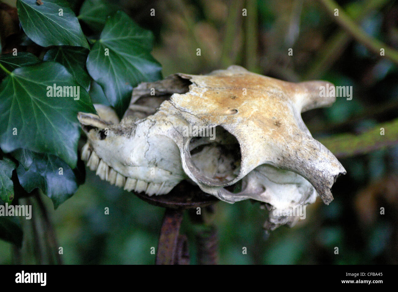 Sheep's skull in wood, Kent Stock Photo